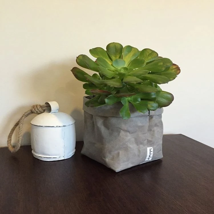 A succulent growing in a washable kraft paper planter